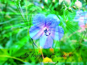 FX №169953 A solitary flower on background of grass Inscription Happy Easter on Background with Rays of...