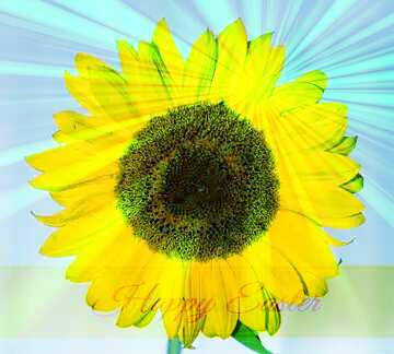 FX №169701 Sunflower flower Inscription Happy Easter on Background with Rays of sunlight