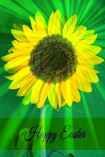 FX №169700 Sunflower on green background Inscription Happy Easter on Background with Rays of sunlight