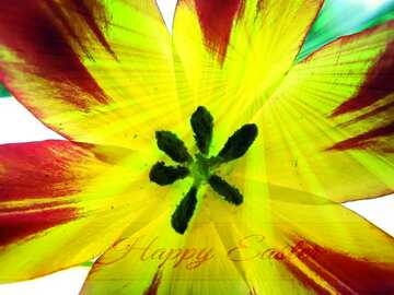 FX №169923 Tulip de Texture.Flower. Inscription Happy Easter on Background with Rays of sunlight