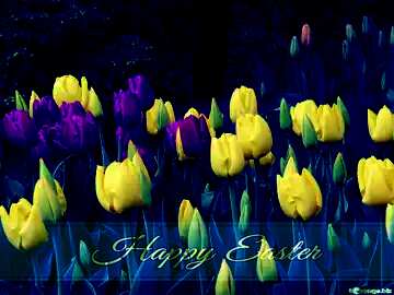 FX №169571 Tulips bloom in the spring Blue card with Inscription Happy Easter