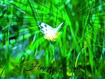 FX №169826 White butterfly on flower Inscription Happy Easter on Background with Rays of sunlight