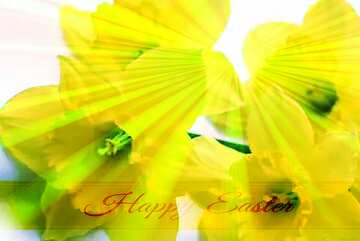 FX №169753 Yellow flowers Inscription Happy Easter on Background with Rays of sunlight