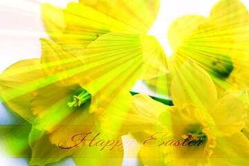 FX №169754 Yellow flowers Inscription Happy Easter on Background with Rays of sunlight