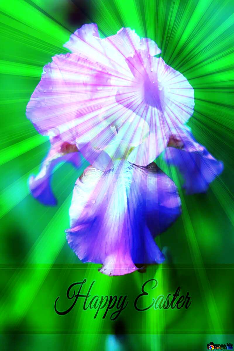 Flower of iris Inscription Happy Easter on Background with Rays of sunlight №34776