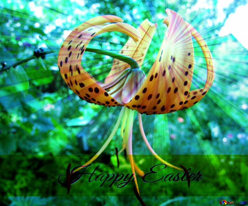 Flower Tiger Lily Inscription Happy Easter on Background with Rays of sunlight №3210