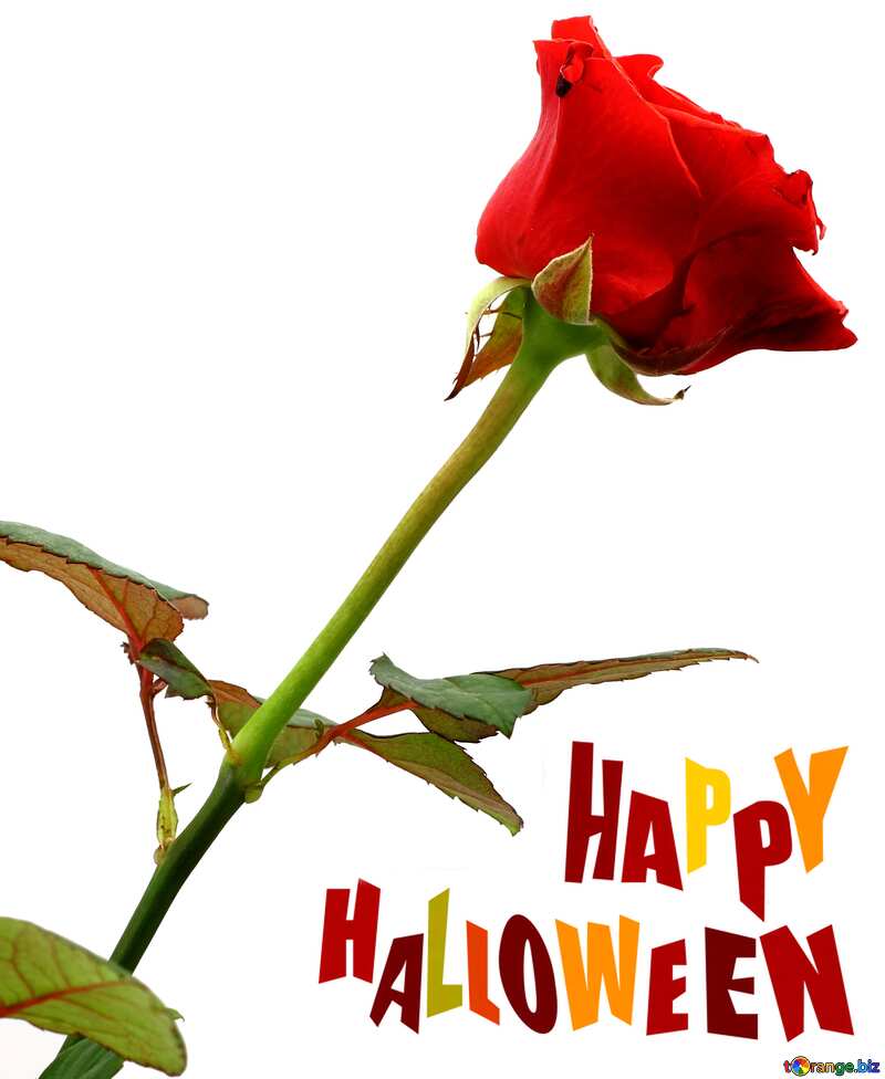 Happy Halloween card with rose №17080