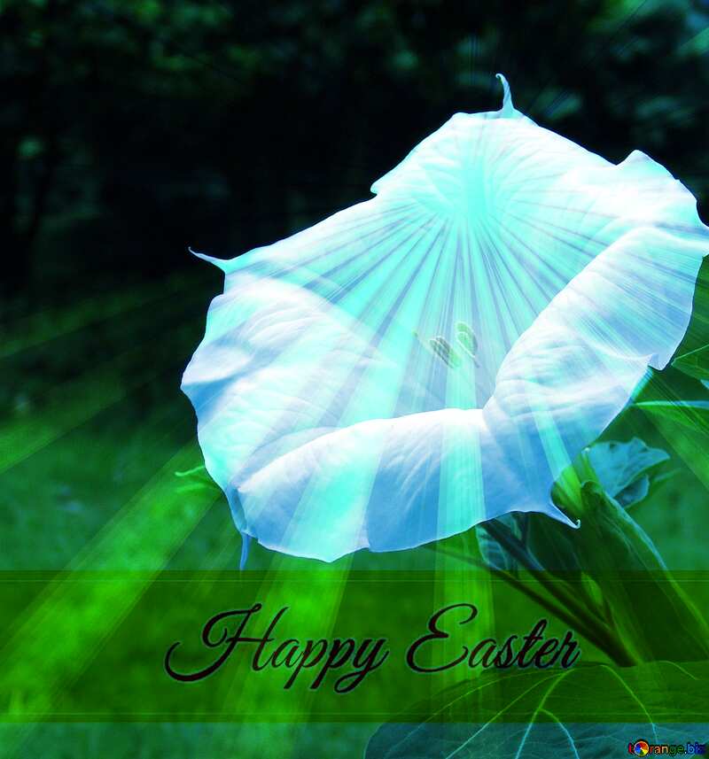 Large  White  flower Datura Inscription Happy Easter on Background with Rays of sunlight №6970