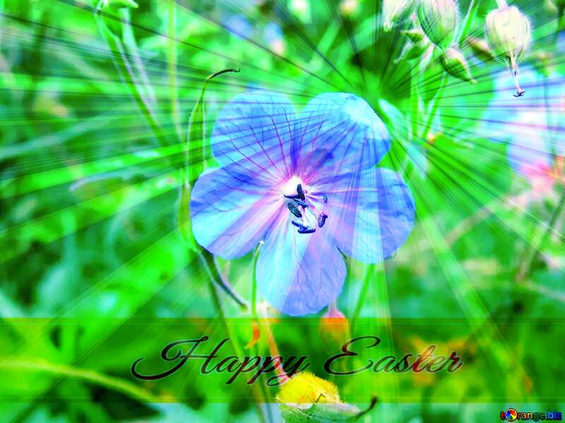 A solitary flower on background of grass Inscription Happy Easter on Background with Rays of sunlight №328