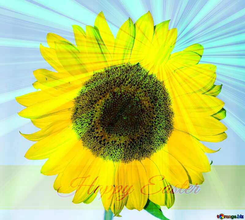 Sunflower flower Inscription Happy Easter on Background with Rays of sunlight №32796