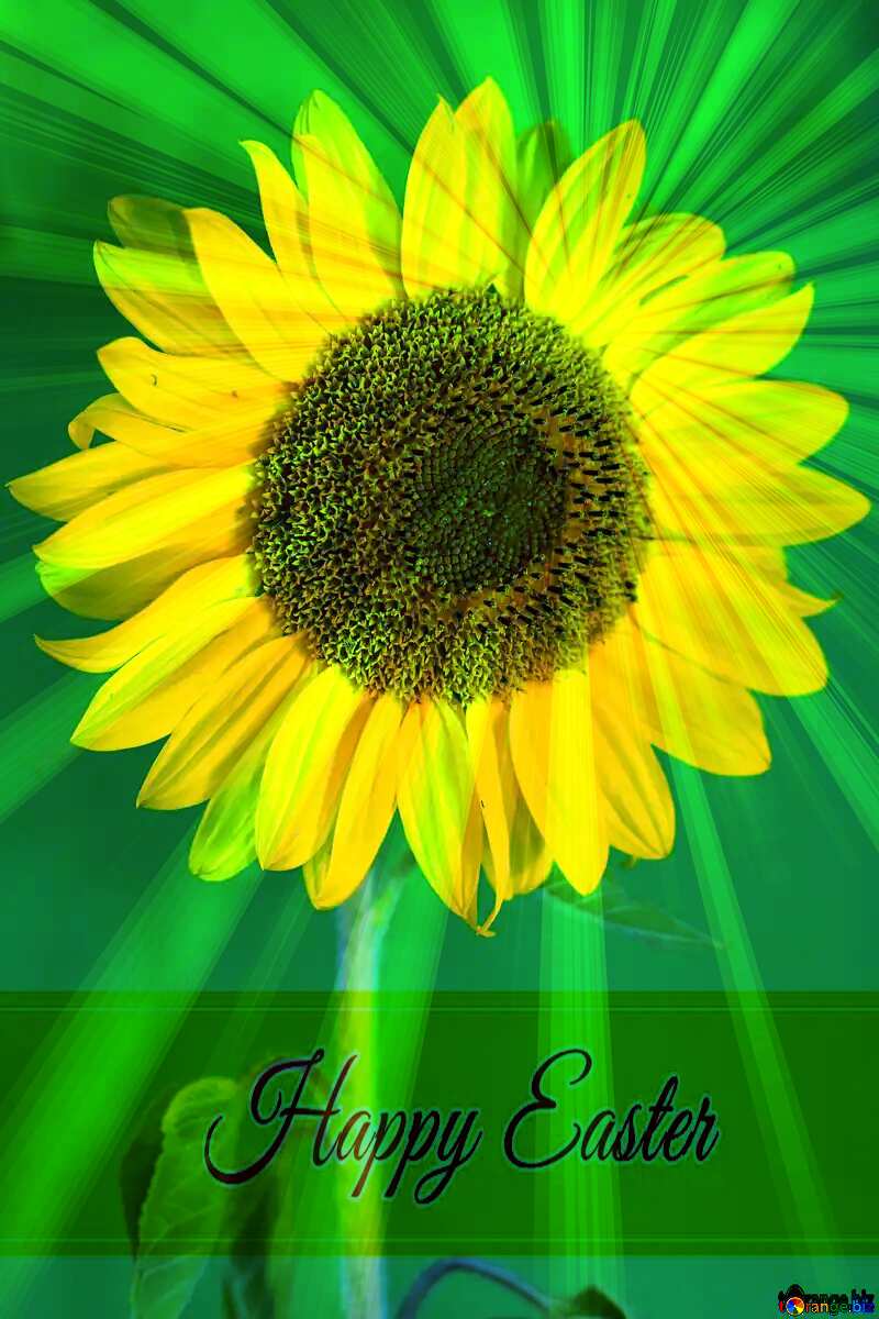 Sunflower on green background Inscription Happy Easter on Background with Rays of sunlight №32800