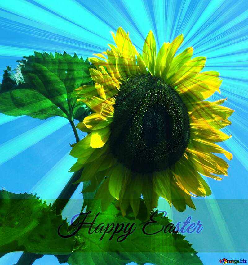  Sunflower  Inscription Happy Easter on Background with Rays of sunlight №2492