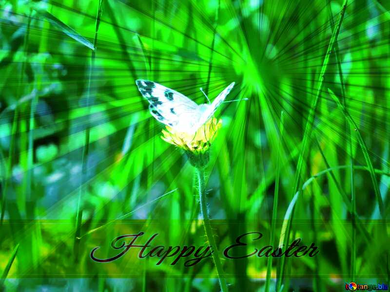 White butterfly on flower Inscription Happy Easter on Background with Rays of sunlight №24652