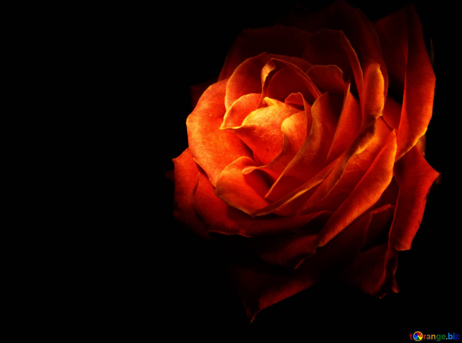 Wallpaper ID: 3601 / rose, flower, flame, fire, 4k free download