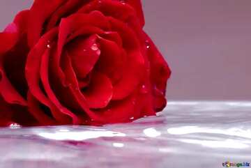 FX №17960 Beige color. Rose on water.