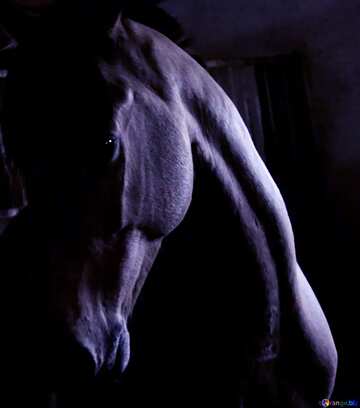 FX №17627 Blue color. Horse in the dark.