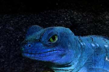 FX №17494 Blue lizard head