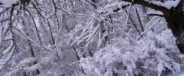 FX №17460 Cover. Winter  landscape .