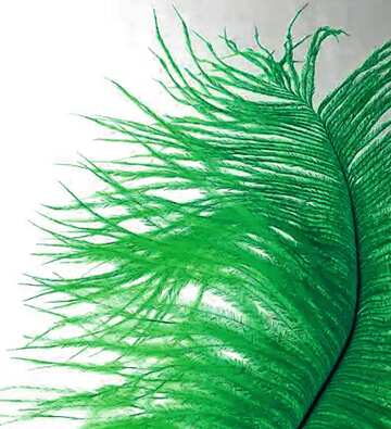 FX №17895 Green color. Feather of bird.