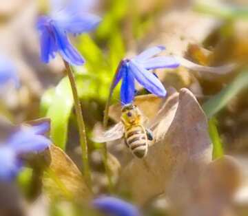 FX №17623 Image for profile picture Bee flies to flower.