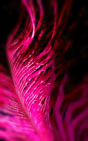 FX №17894 Image for profile picture Big bird feather.