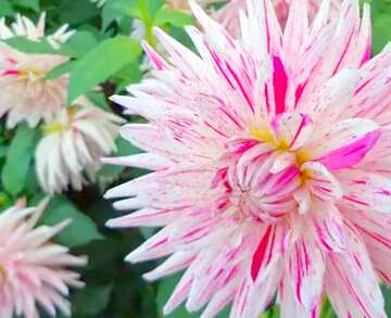 FX №17642 Image for profile picture Chrysanthemum.