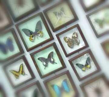 FX №17532 Image for profile picture Collection butterflies .