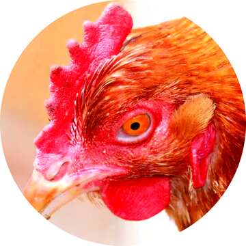 FX №17848 Image for profile picture The head of chicken.