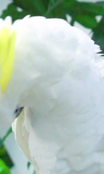 FX №17503 Image for profile picture Large  white  parrot  Cockatoo.