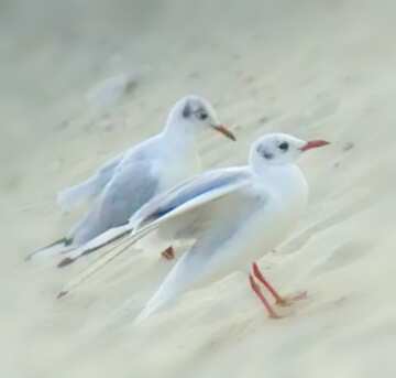 FX №17748 Image for profile picture Little Gull.