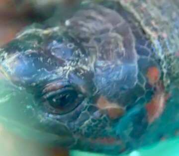 FX №17524 Image for profile picture Musk turtle .