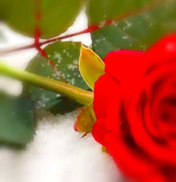 FX №17965 Image for profile picture Rose in snow.