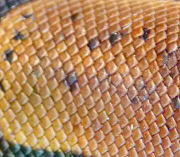 FX №17438 Image for profile picture Texture.  Leather  snakes..