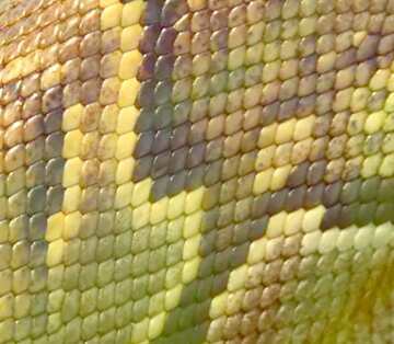 FX №17448 Image for profile picture The texture. Skin  Python .