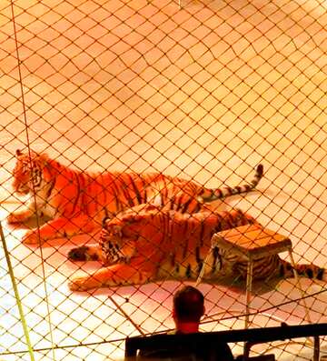 FX №17853 Image for profile picture Tiger tamer.