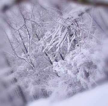 FX №17459 Image for profile picture Winter  landscape .