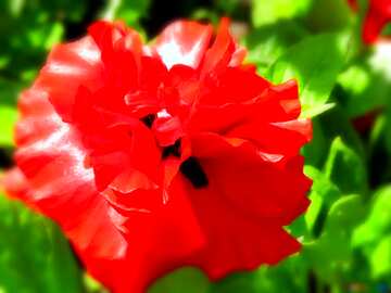 FX №17202 Flower Red poppy