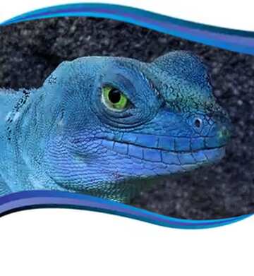 FX №17498 Lizard blue