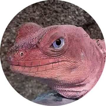 FX №17500 Lizard red Image for profile picture