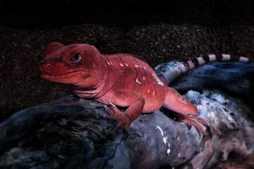 FX №17495 Red lizard