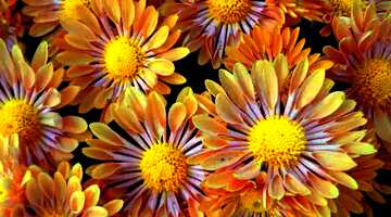 FX №17721 Texture. Chrysanthemum.
