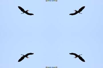 FX №17564 Texture. Heron in flight.