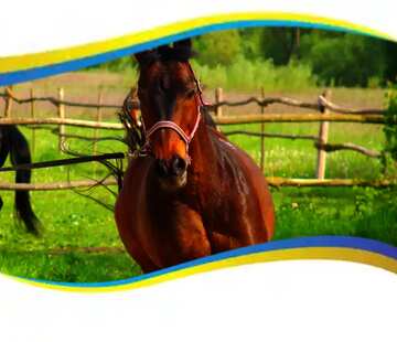 FX №17484 Ukrainian horse