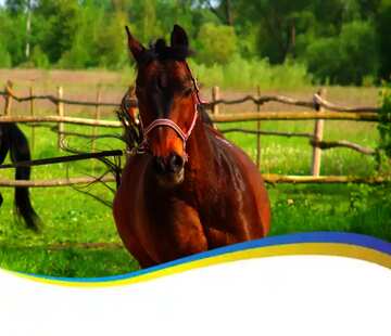FX №17485 Ukrainian horse