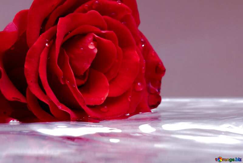Beige color. Rose on water. №16911