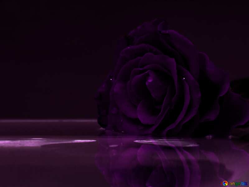 The best image. Rose reflection in water. №16913