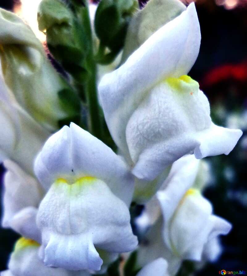 The best image. Snapdragon. №13907
