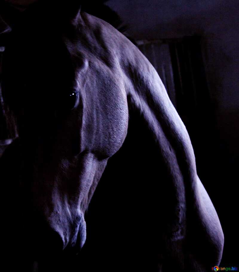Blue color. Horse in the dark. №12810