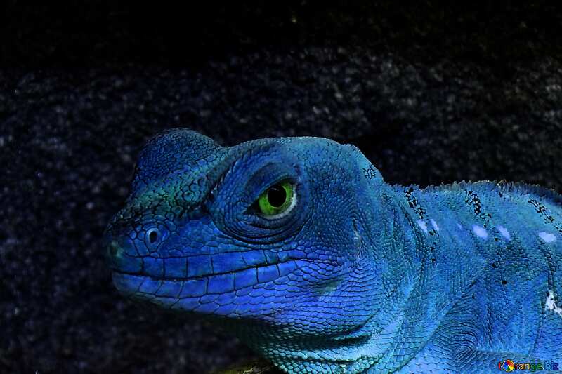 Blue lizard head №10697