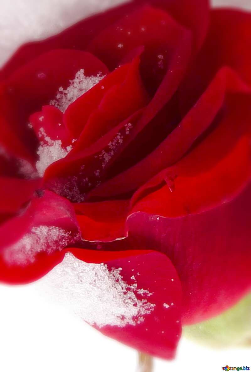 blured red rose on snow №16966